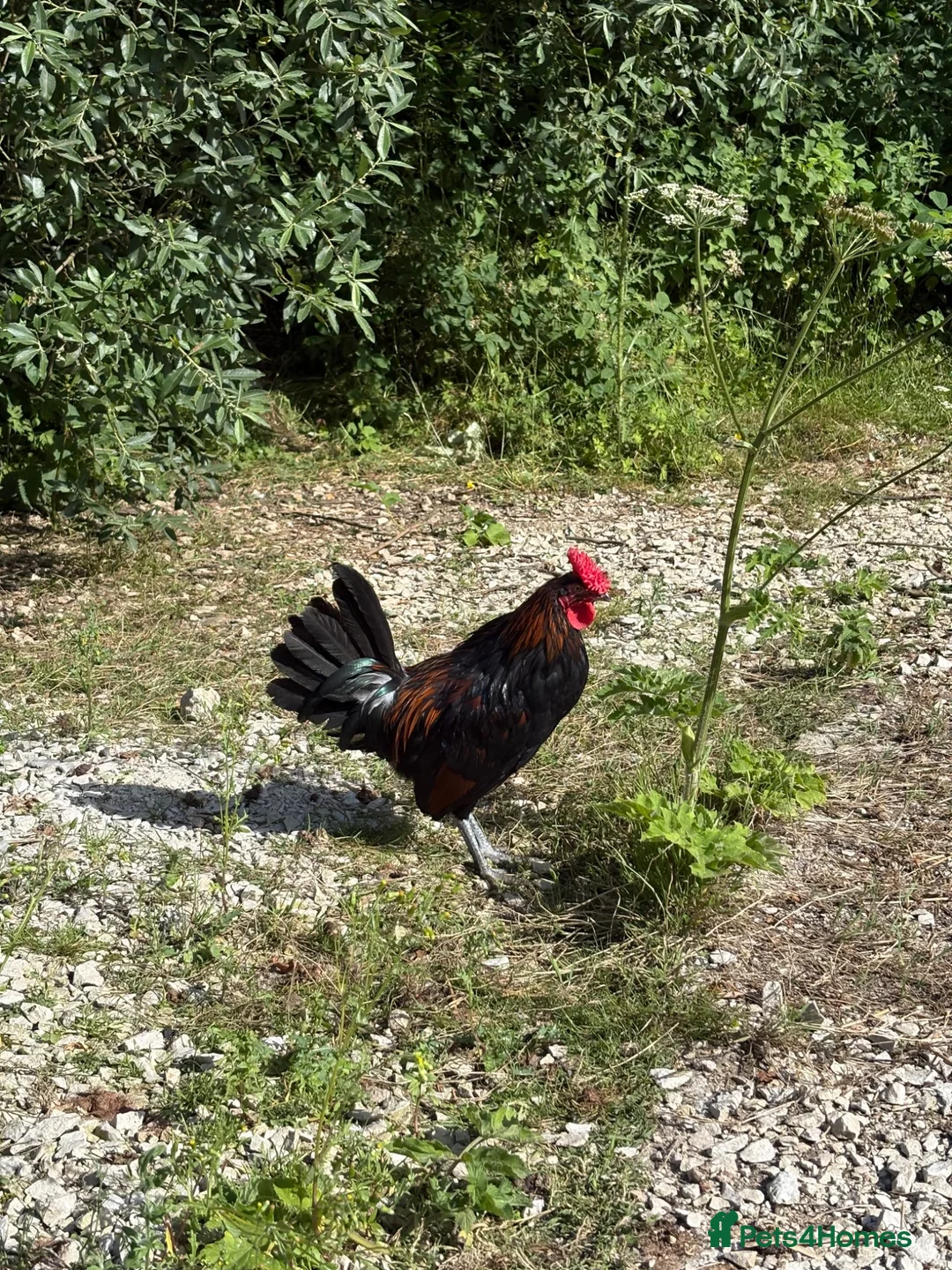 Chickens poultry for sale: Derbyshire Redcap Cockeral - Advert 1