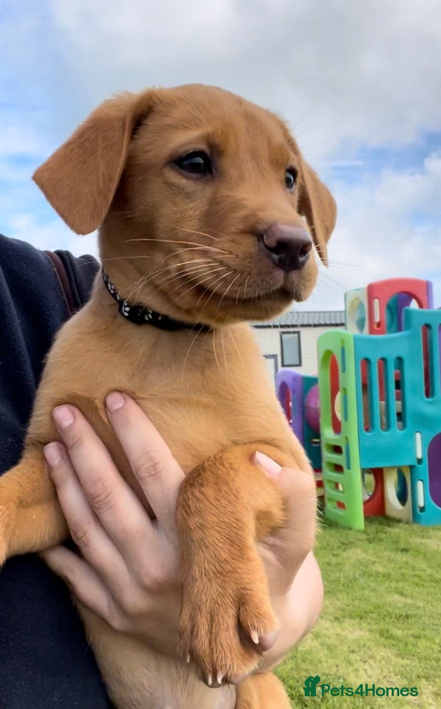 Labrador Retriever dogs 4 available. KC Reg. Health Tested Parents.  - Advert 5