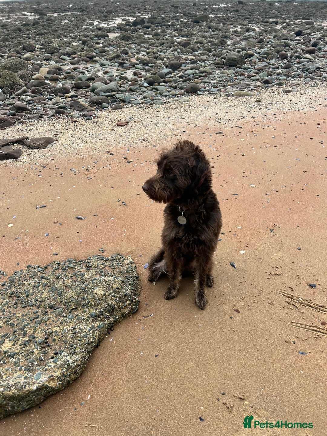 Labradoodle dogs for sale: ✨Loving Labradoodle Looking for His Forever Home✨ - Advert 2