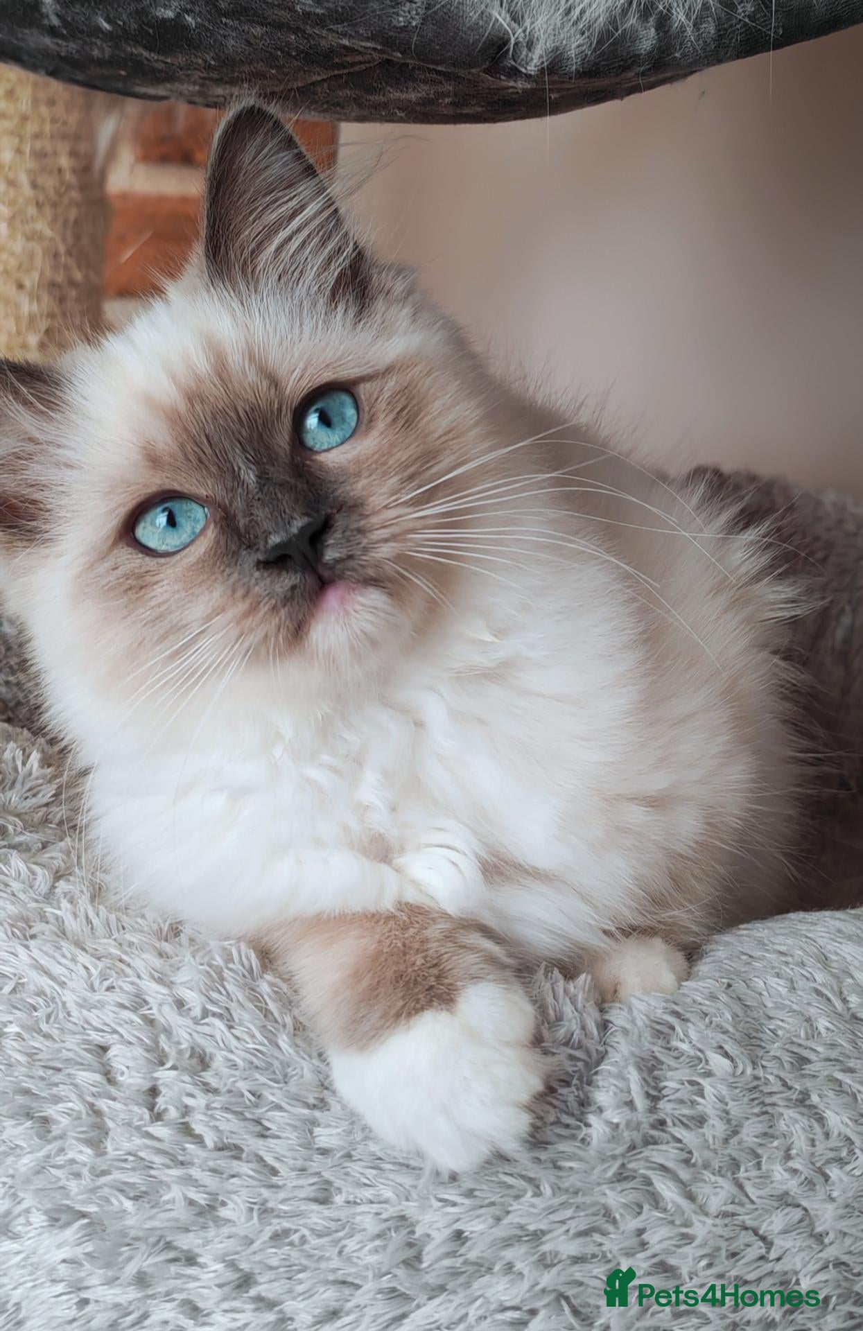 Ragdoll cats Raised with Love, ready for forever homes 🏠❤️ - Advert 15
