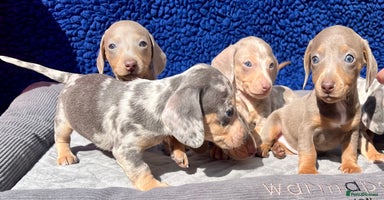 Miniature Dachshund dogs - Advert 7