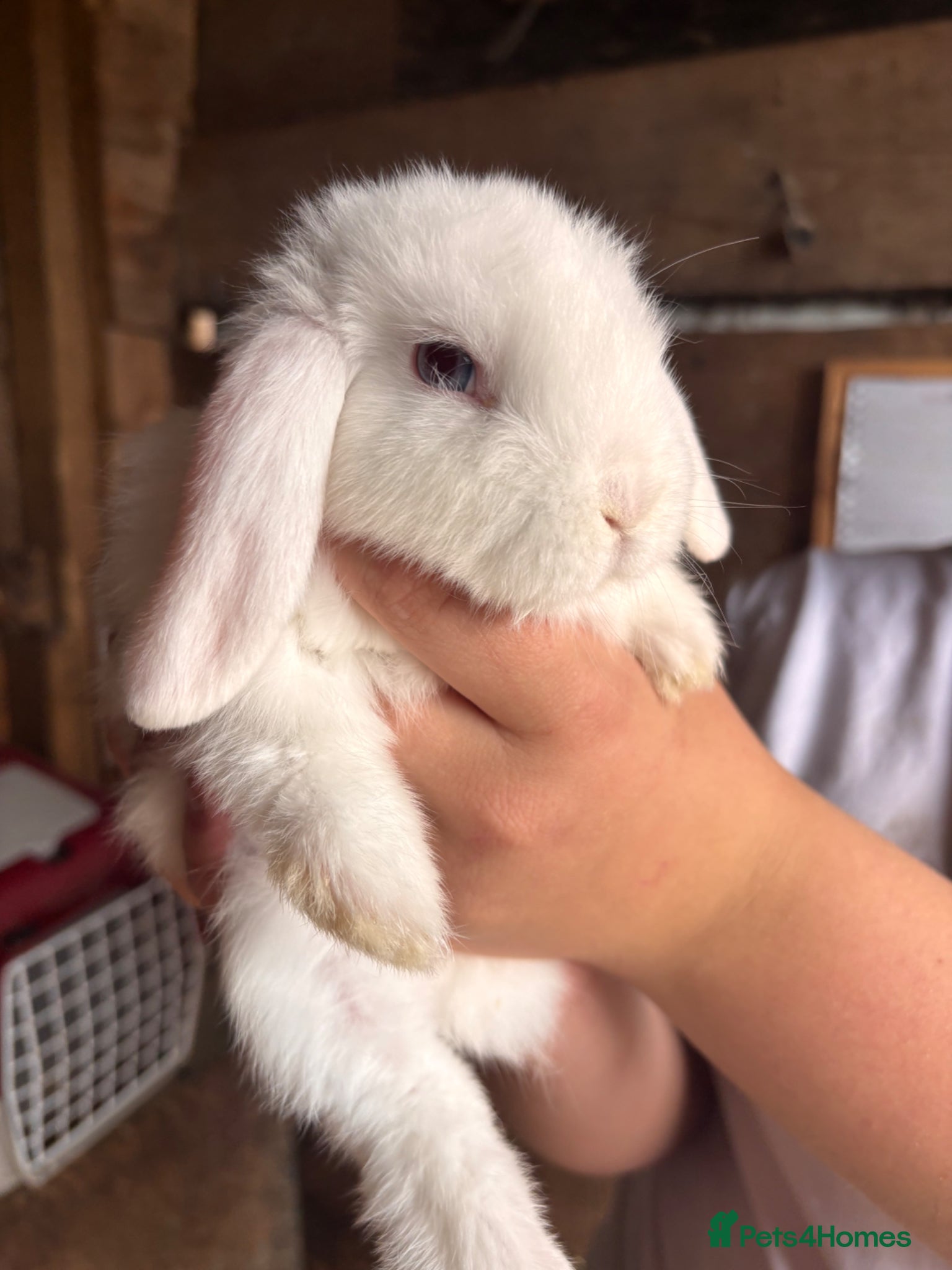 Mini Lop rabbits for sale: 8 beautiful baby’s rabbit  - Advert 14