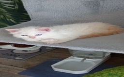 Ragdoll cats for sale: 2 flame point 1 chocolate point ragdolls  - Image 8