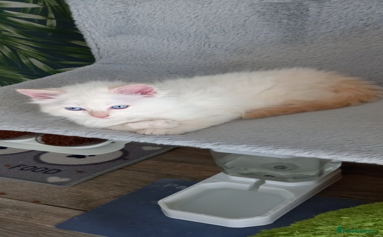 Ragdoll cats - Advert 14