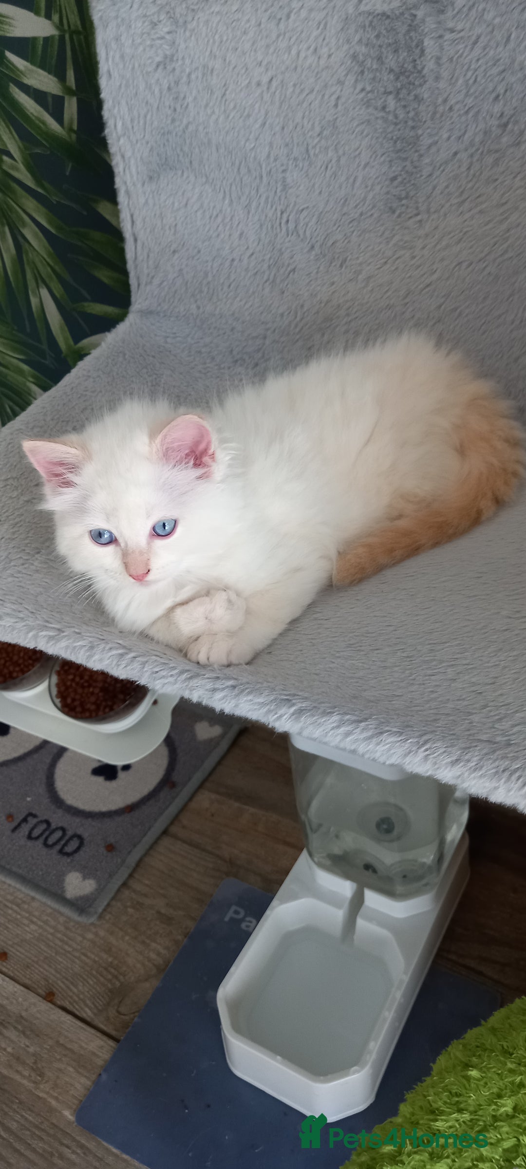 Ragdoll cats for sale: 2 flame point 1 chocolate point ragdolls  - Image 8