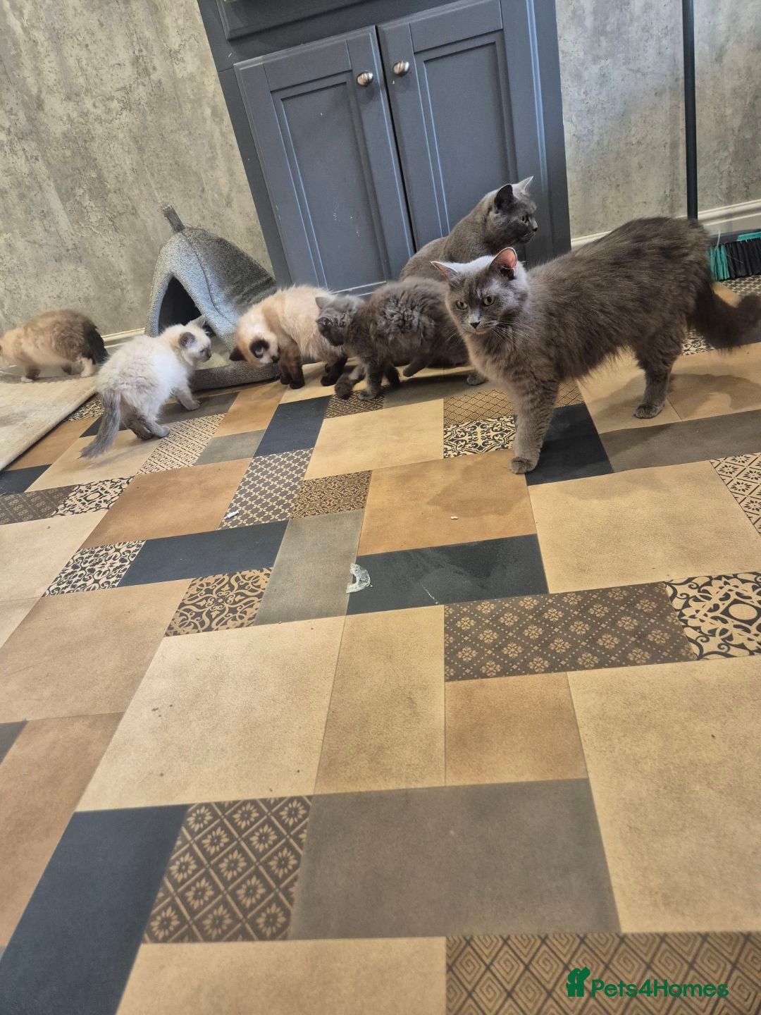 Ragdoll cats for sale: 4 ragdolls ready to leave now  - Image 33