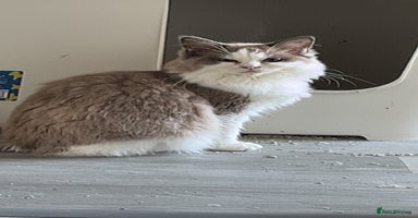 Ragdoll cats - Advert 3