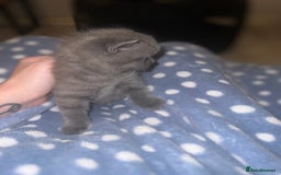 British Shorthair cats for sale: British Shorthair Kittens - Image 16