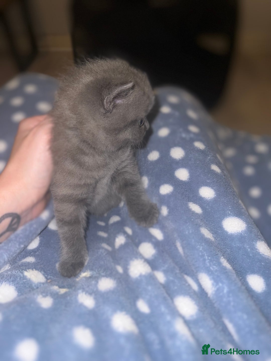 British Shorthair cats for sale: British Shorthair Kittens - Image 16