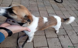 Jack Russell dogs for sale: jack russle  - Advert 5