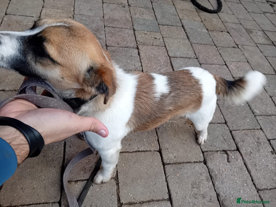 Jack Russell dogs for sale: jack russle  - Advert 5