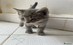 Mixed Breed cats for sale: AVAILABLE SECOND WEEK OF SEPTEMBER  - Image 5