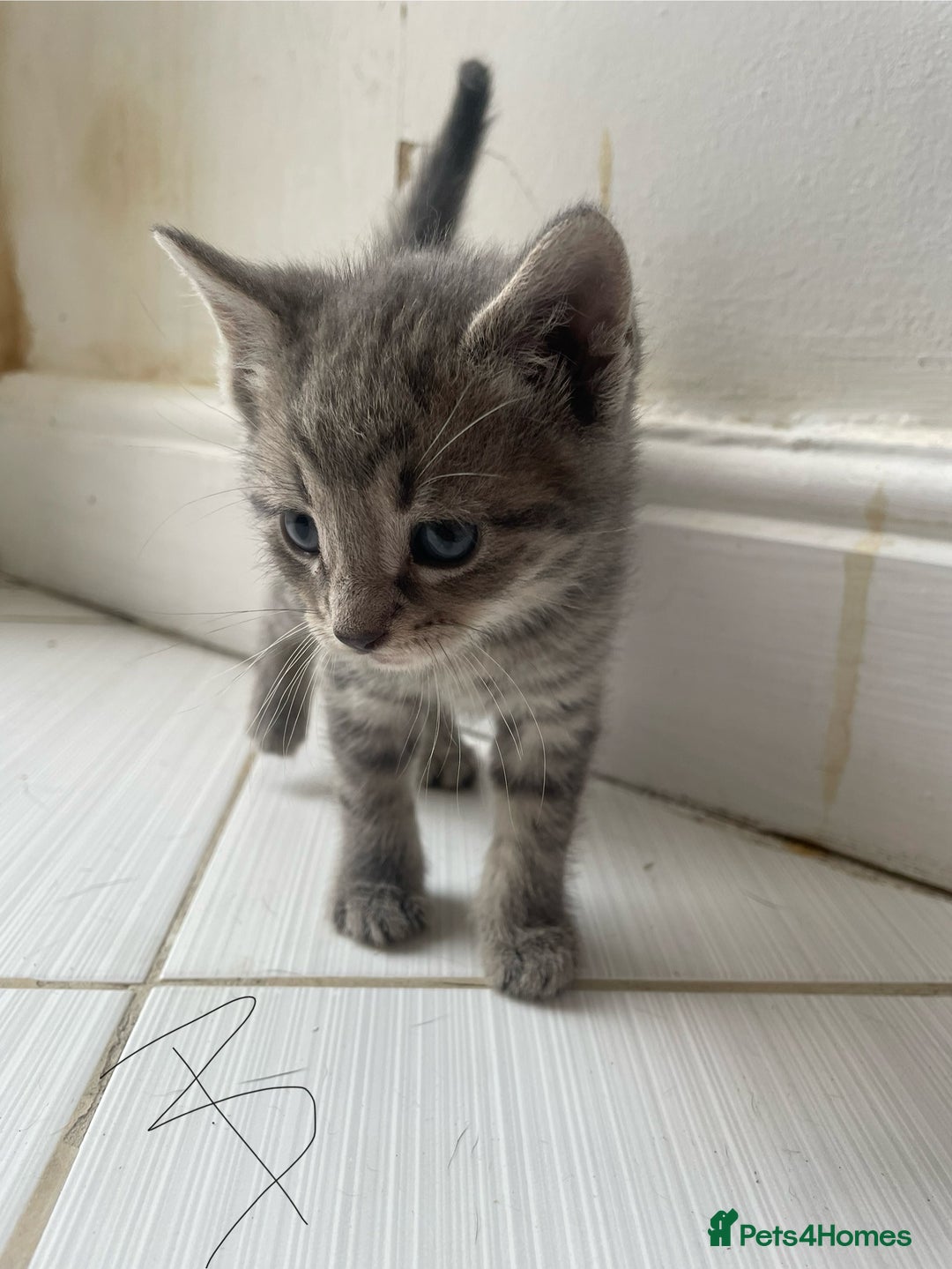 Mixed Breed cats for sale: AVAILABLE SECOND WEEK OF SEPTEMBER  - Image 5