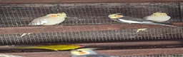 Mixed Breed birds for sale: Birds  - Advert 4