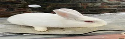 Mixed Breed rabbits for sale: Gorgeous albino rabbit for sale - Advert 1