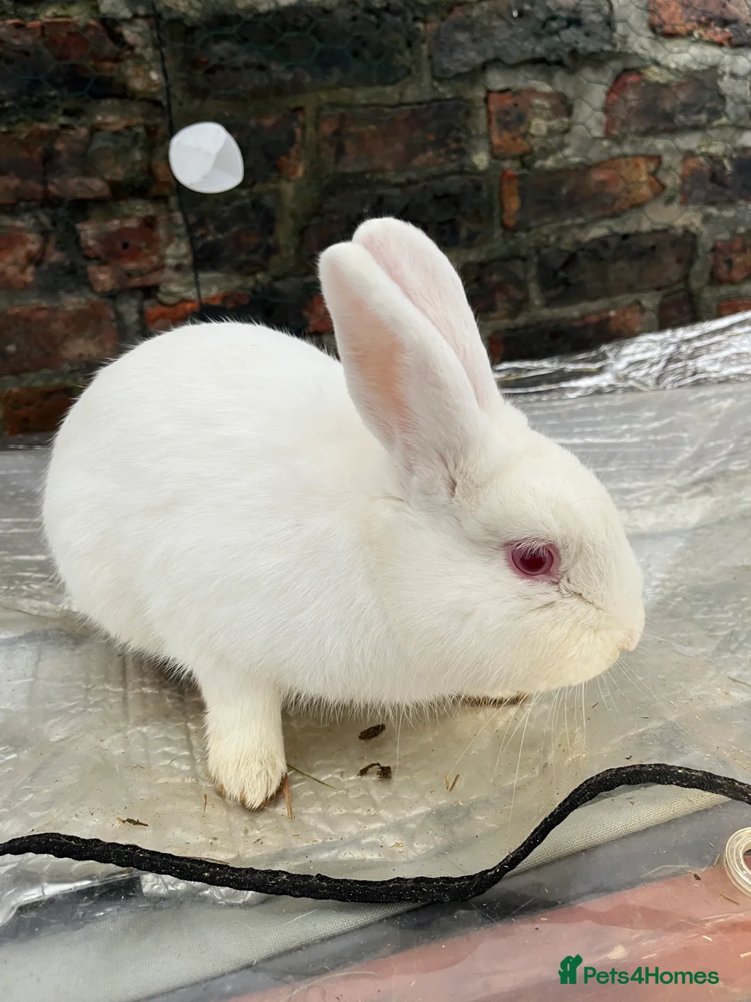 Mixed Breed rabbits for sale: Gorgeous albino rabbit for sale - Advert 1