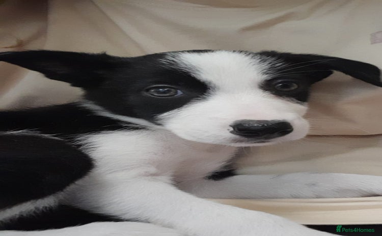 Welsh Collie dogs - Advert 1