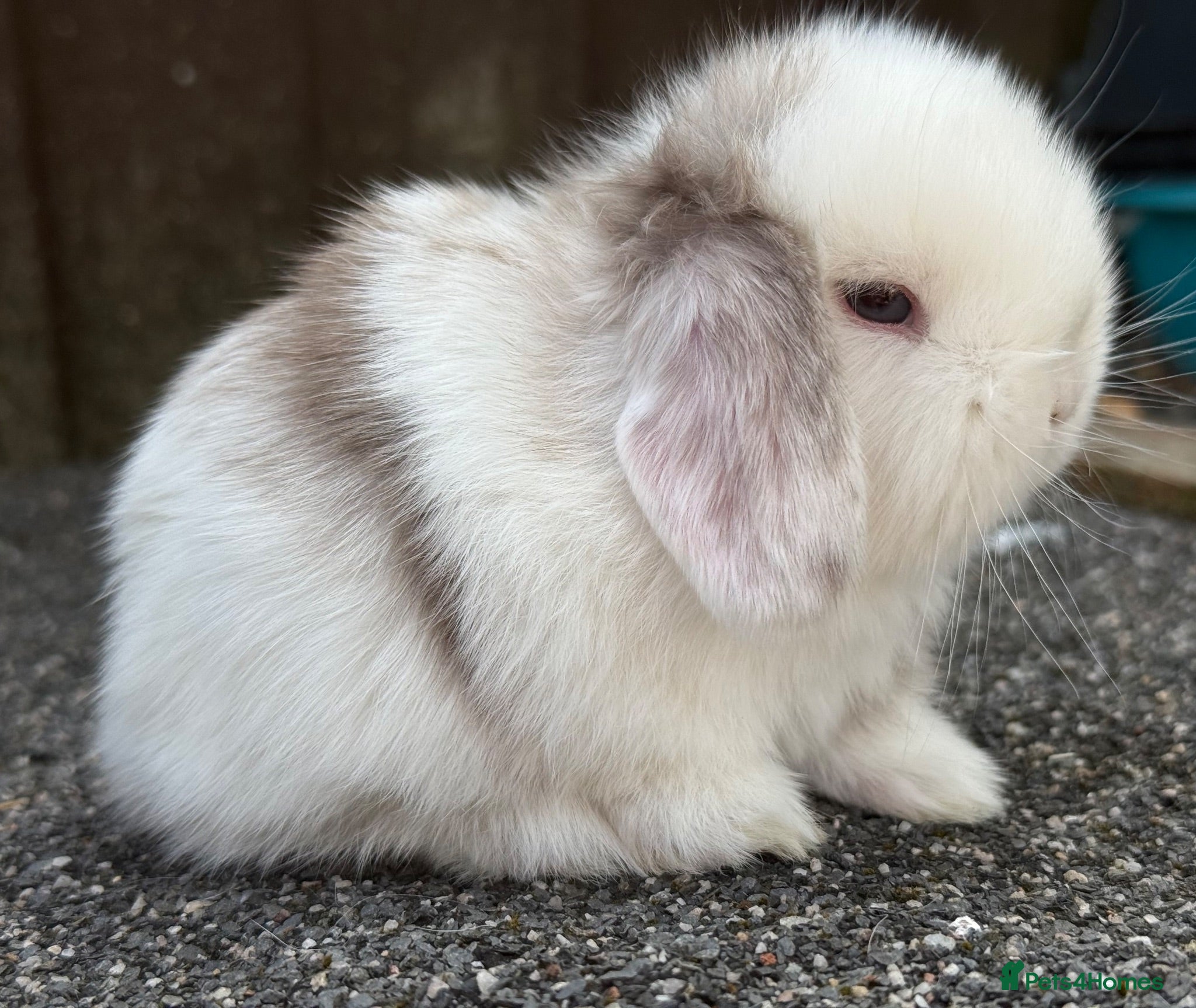 Mini Lop rabbits Chocolate magpie mini lop buck  - Advert 12