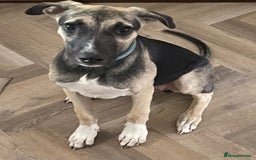 Mixed Breed dogs for sale: Mixed breed lovely little boy  - Image 5