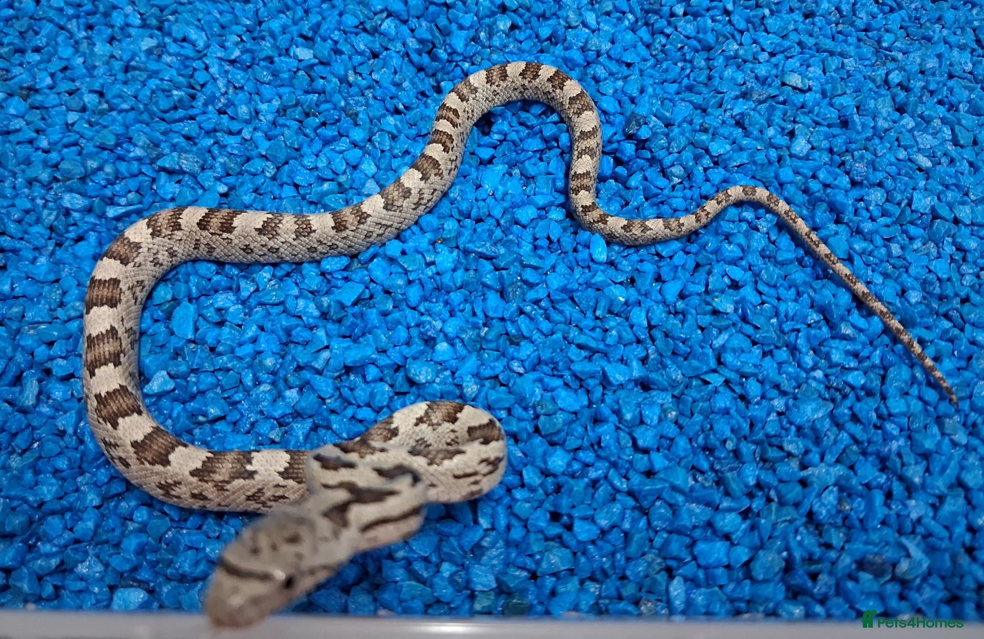 Rat Snake reptiles Hatchling Grey Rat Snakes  - Advert 2