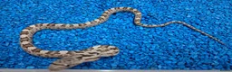Rat Snake reptiles for sale: Hatchling Grey Rat Snakes  - Advert 2