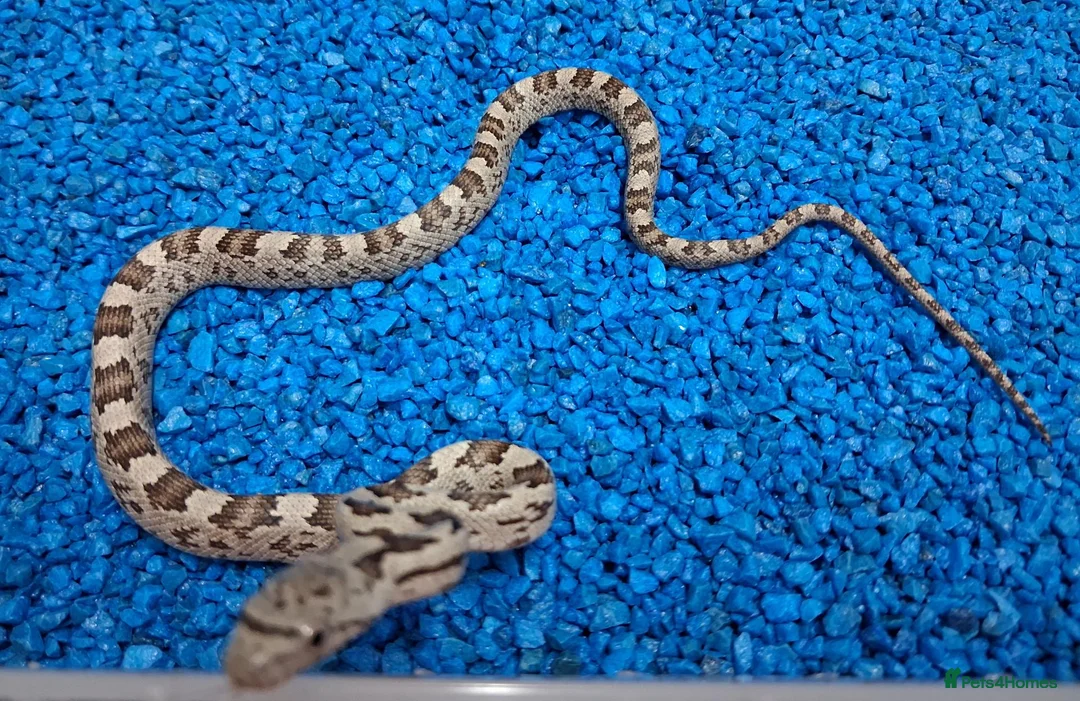 Rat Snake reptiles for sale: Hatchling Grey Rat Snakes  - Advert 2