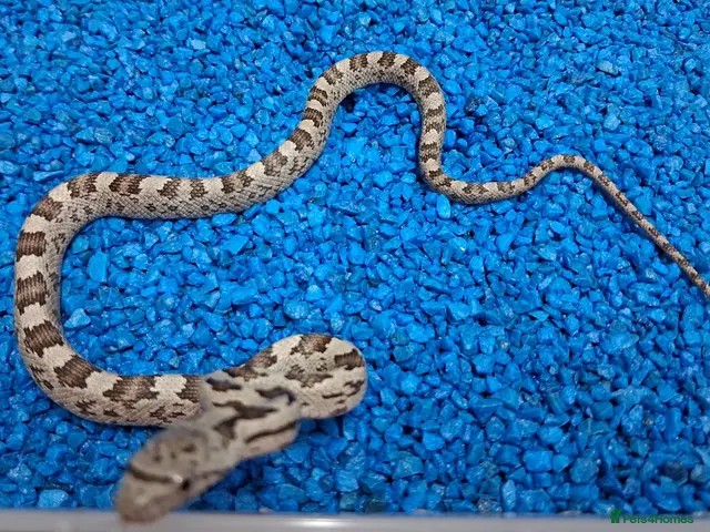 Rat Snake reptiles for sale: Hatchling Grey Rat Snakes - Advert 2