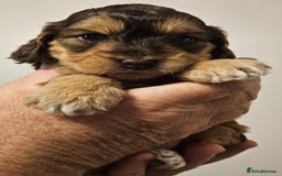 Cockapoo dogs for sale: Chocolate sable Cockapoo puppies - Image 2