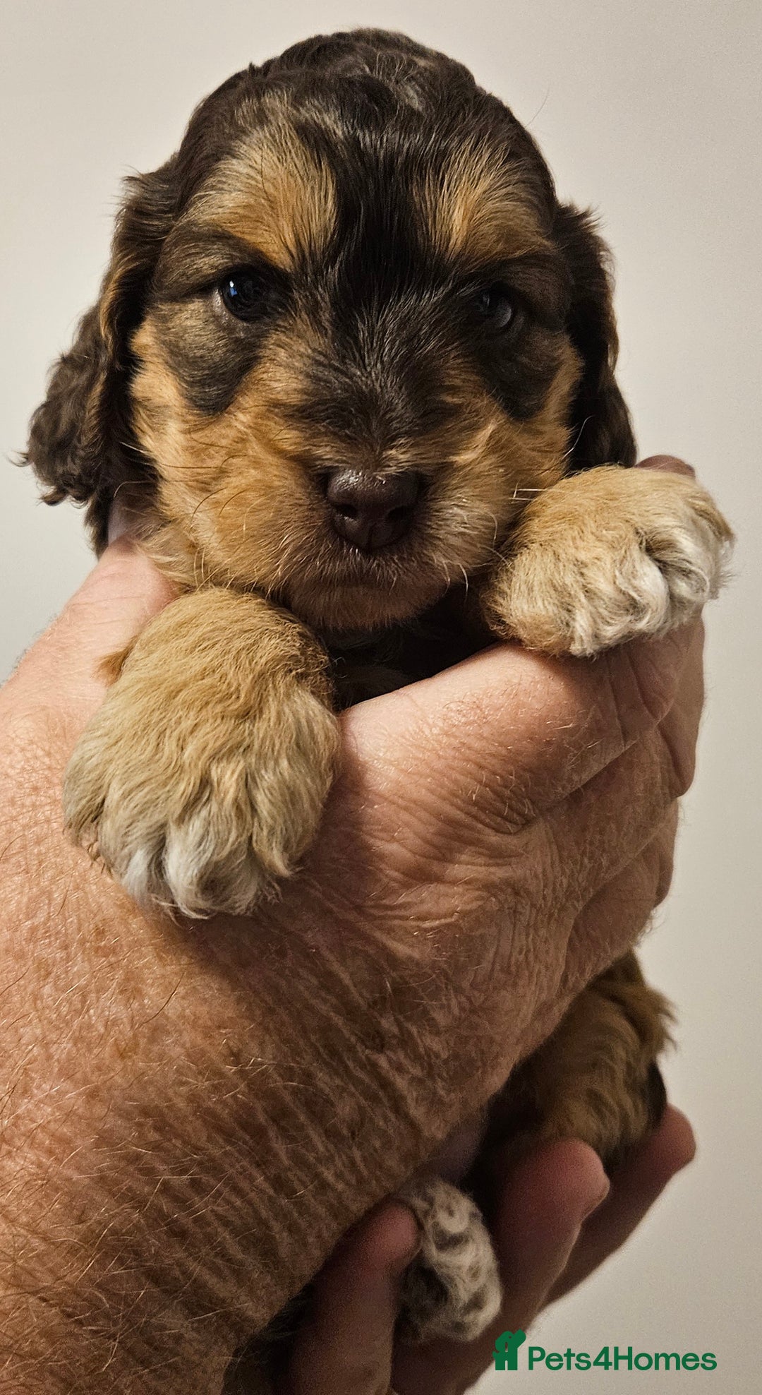 Cockapoo dogs for sale: Chocolate sable Cockapoo puppies - Image 2