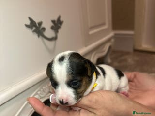 Jack Russell dogs Miniature jack russell puppies - Advert 13
