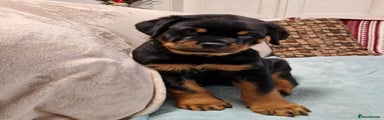 Rottweiler Puppy 4