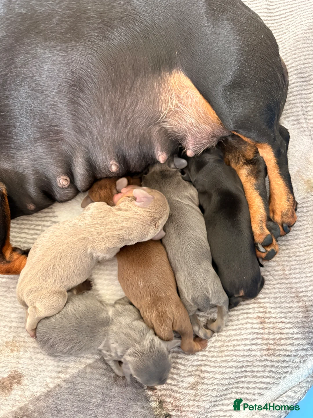 Miniature Dachshund dogs for sale: Isabella, Black and Tan, brown miniature dachshund in Sheffield - Advert 1