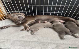 Staffordshire Bull Terrier dogs for sale: 3 chunky puppies  - Image 2