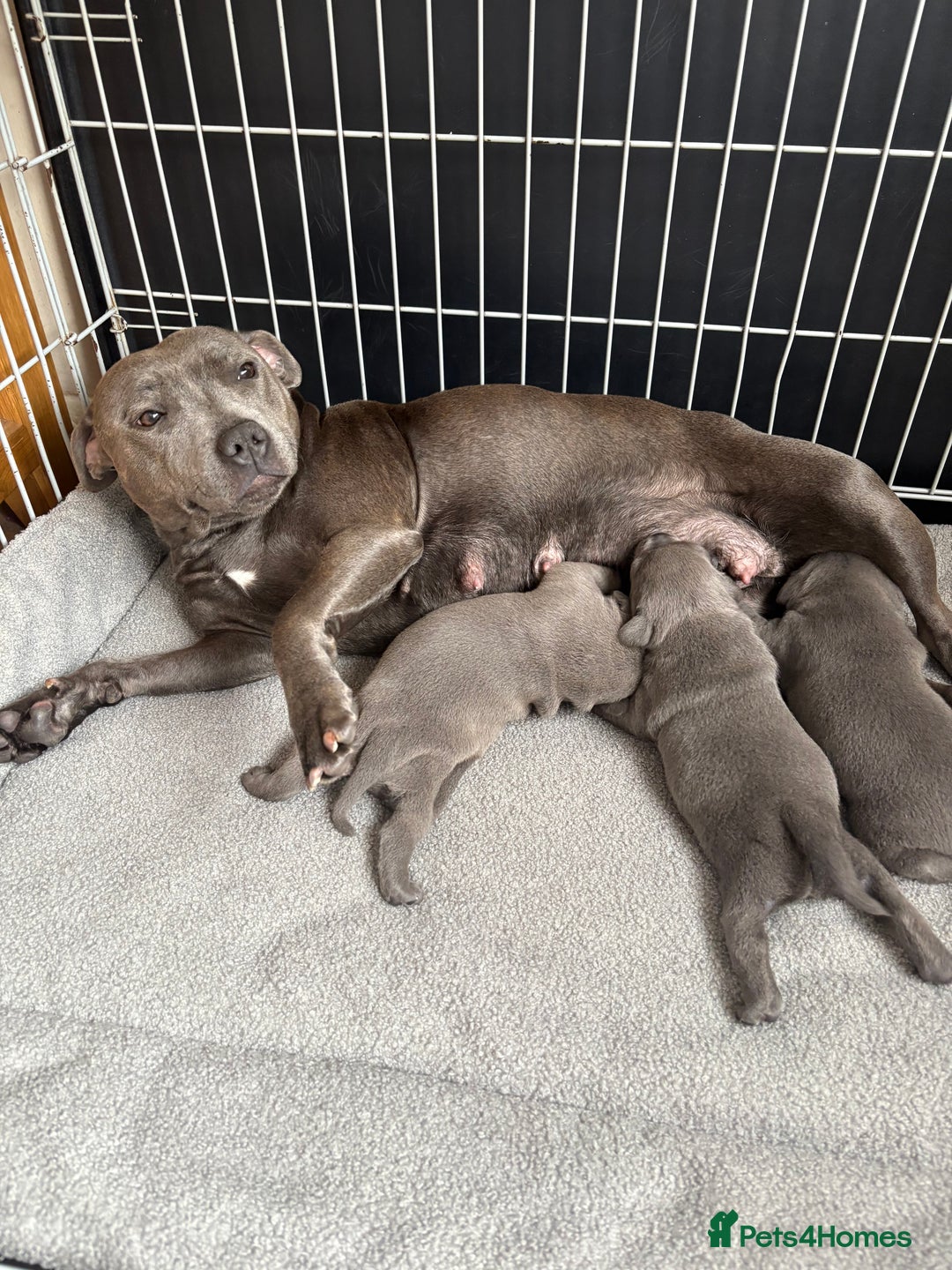 Staffordshire Bull Terrier dogs for sale: 3 chunky puppies  - Image 2