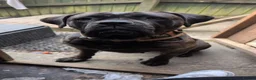 Cane Corso dogs for sale: Cane corso puppies  in Abertillery - Advert 1