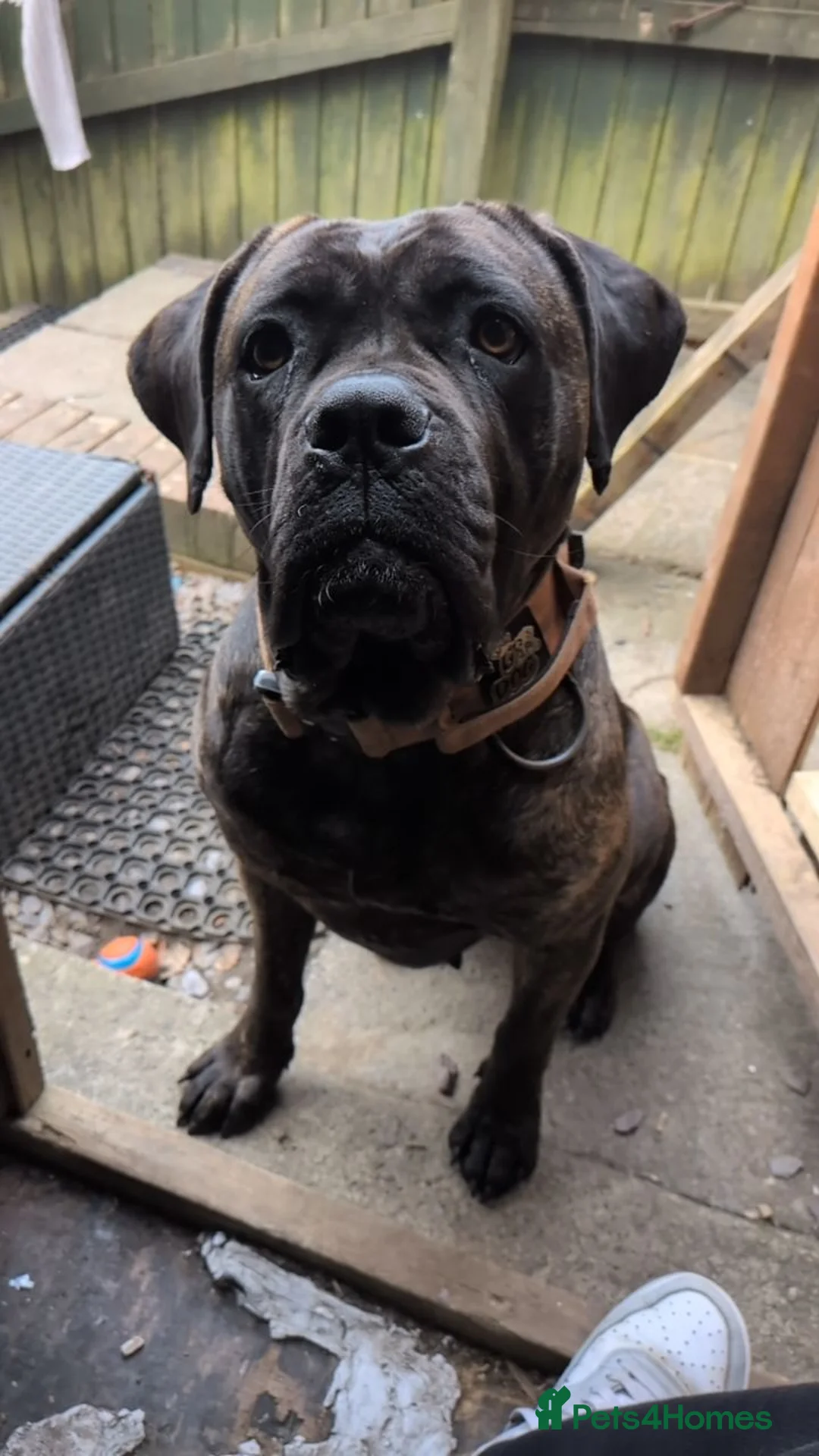 Cane Corso dogs for sale: Cane corso puppies  in Abertillery - Advert 1