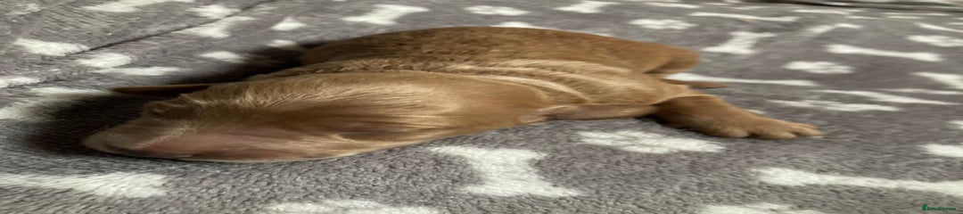 Goldendoodle Puppy 5