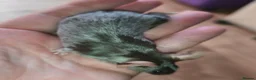 Mouse rodents for sale: Beautiful female mice in many colours  - Advert 6