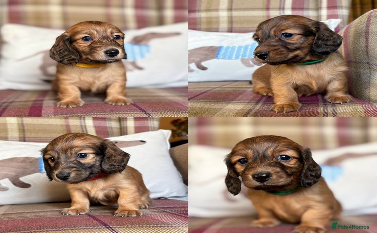 Miniature Dachshund dogs KC LONG HAIRED MINIATURE DACHSHUNDS🤍 - Advert 3