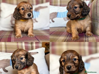 Miniature Dachshund dogs KC LONG HAIRED MINIATURE DACHSHUNDS🤍 - Advert 3