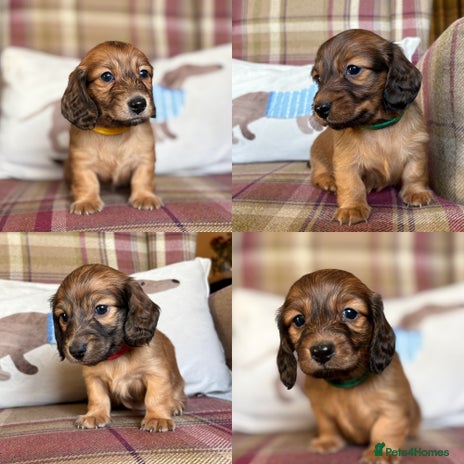 Miniature Dachshund dogs KC LONG HAIRED MINIATURE DACHSHUNDS🤍 - Advert 3