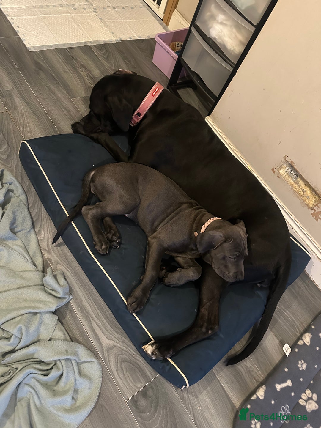 Mixed Breed dogs for sale: Cane corso/great Dane🐾 13weeks old - Advert 2