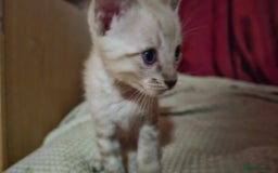 Bengal cats for sale: Cuddly charity donation pay monthly - Image 12
