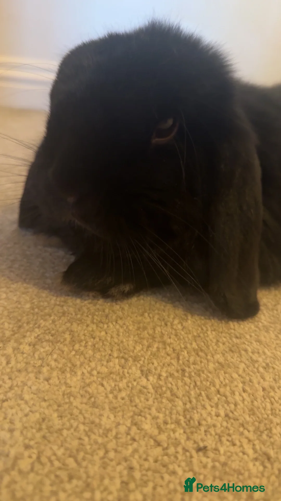 Mini Lop rabbits for sale: Beautiful black Mini Lop Bunny 🐰 in Louth - Advert 2