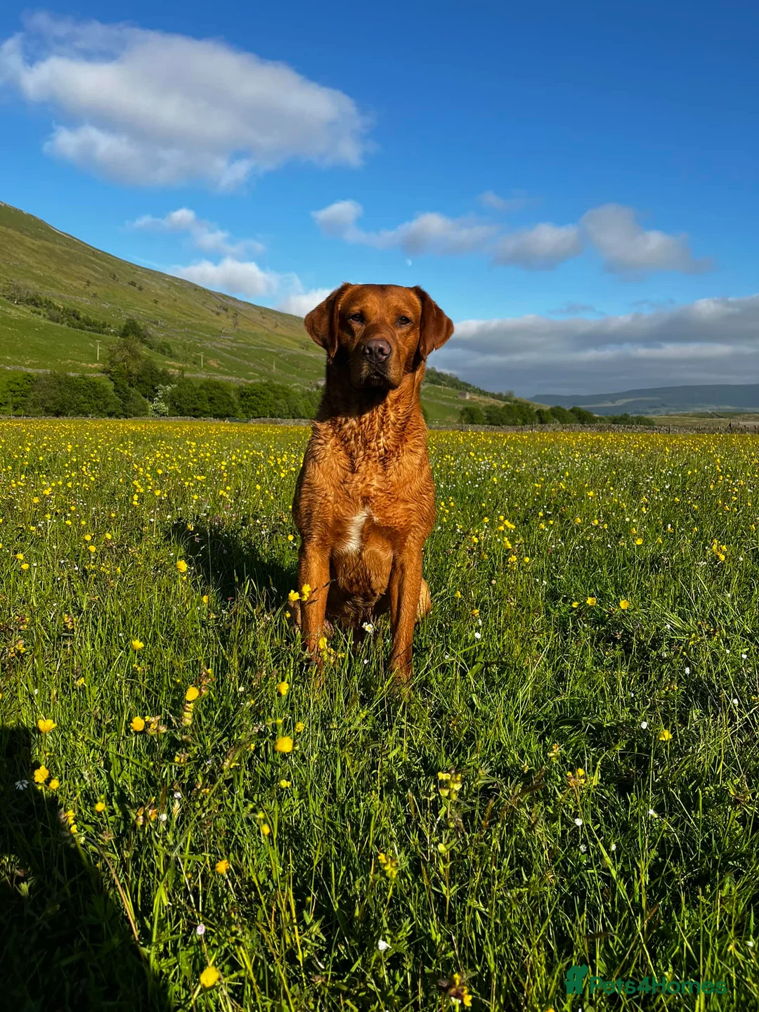 Labrador Retriever dogs for stud: 🔸DARK RED WORKING STUD KC & FULLY HEALTH TESTED🔸 in Hawes - Advert 13