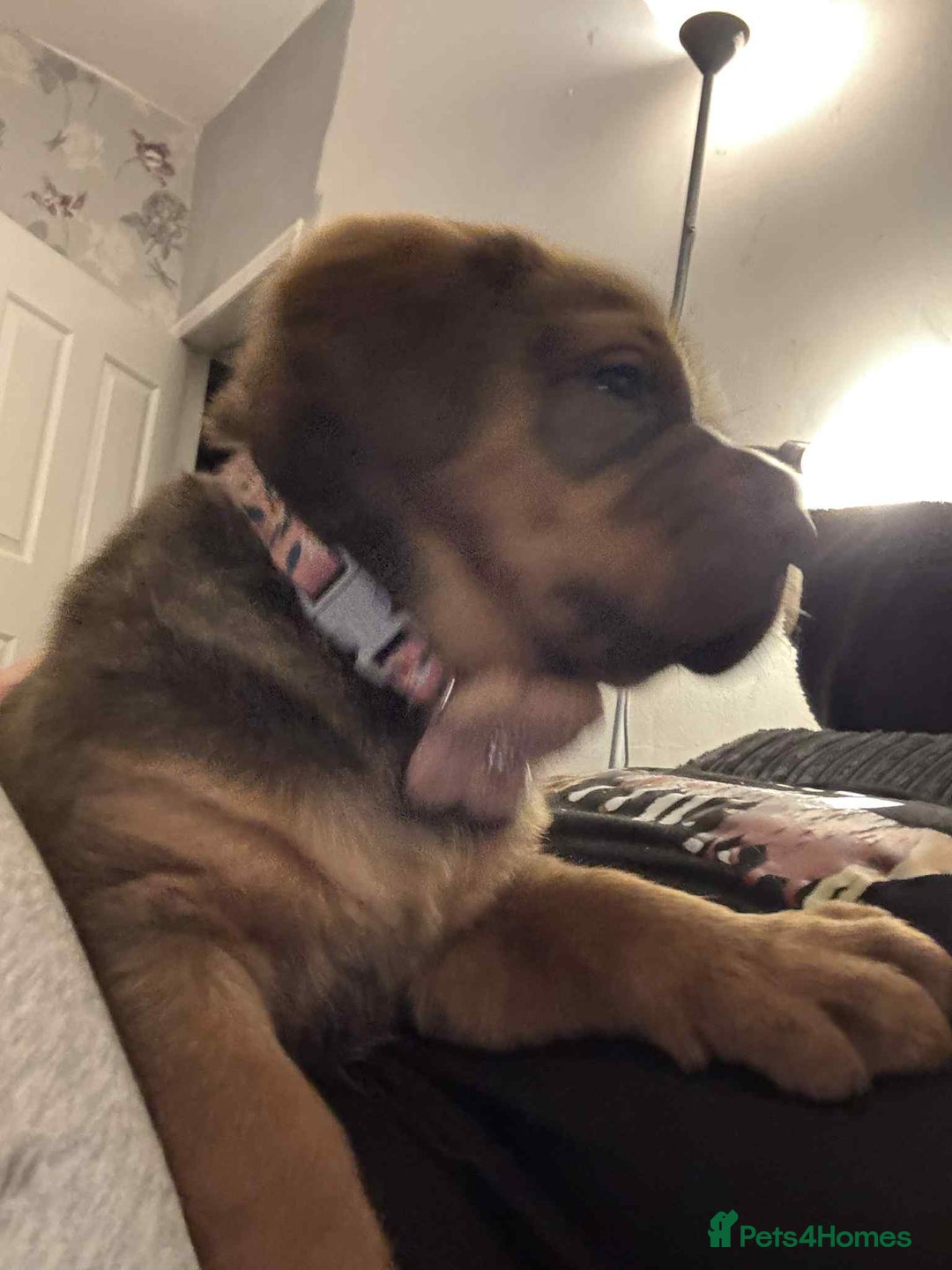 Rottweiler dogs for sale: 2 female rottweiler pups - Advert 3