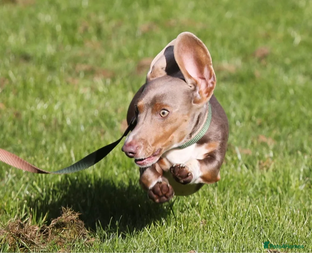 Dachshund dogs for stud: “LOS ANGELES” QUALITY MINIATURE DACHSHUND STUD in Pontyclun - Advert 6