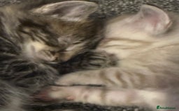 Mixed Breed cats for sale: Beautiful kittens - Image 14