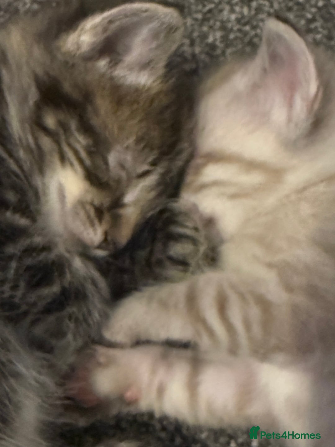 Mixed Breed cats for sale: Beautiful kittens - Image 14