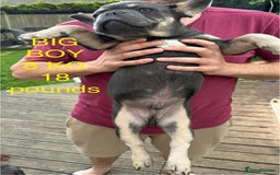 French Bulldog dogs for sale: French puppies new shade fluffy  in Warrington - Image 3